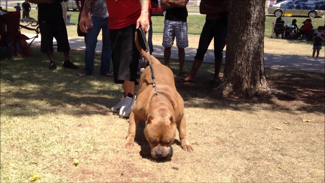 quanto custa um american pit bull terrier xxl bully pit bull sikintentionz caribou lou big huge xl bully quanto custa um american pit bull terrier xxl bully pit bull sikintentionz caribou lou big huge xl bully