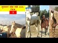 मारवारी , नुकरा बछेरे Muktsar Horse Mela 2020 ਮੁਕਤਸਰ ਮਾਘੀ ਮੇਲਾ Muktsar Mandi Market