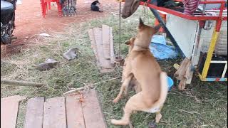 Dog kikilu-2017 -  Kikilu  kikilu - 2017  - Dog 2017 - 2017 Dog,