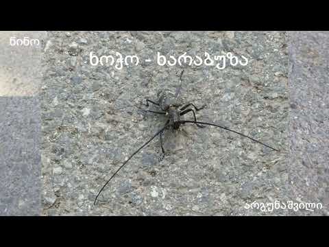 ხოჭო-ხარაბუზა.     Beetle-Kharabuza.   Жук-Харабуза.