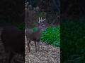 2022 illinois bow hunt! #shorts #viral #trending