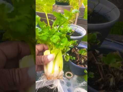 Regrow Celery #shorts