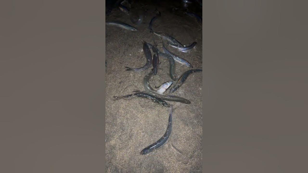 Grunion Run 4/7/2023 Seal Beach YouTube