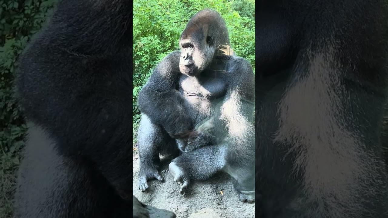 Obejrzyj Silverback Gorilla walks by but do could not hear visitor's comment! w YouTube Obejrzyj Silverback Gorilla walks by but do could not hear visitor's comment! w YouTube