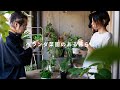 【暮らしvlog】ベランダ菜園のある暮らし | ハーブの苗植え・収穫・実食 | 植物と暮らす |  パクチーランチ