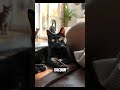 When Cats Make the Rules at Home#CatBoss #WhatIfCats