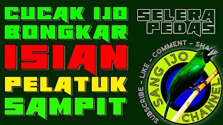 CUCAK IJO BONGKAR ISIAN PELATUK SAMPIT, TEMBAKAN PEDAS SUARA KASAR BUAT PANCINGAN AUTO NYAMBER