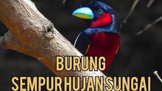 Sempur Hujan sungai yang indah di alam liar