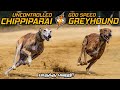 Chippiparai Vs Greyhound in Tamil | சிப்பிபாறை vs கிரே ஹவுண்ட் #savagepoint #racedogs #intamil