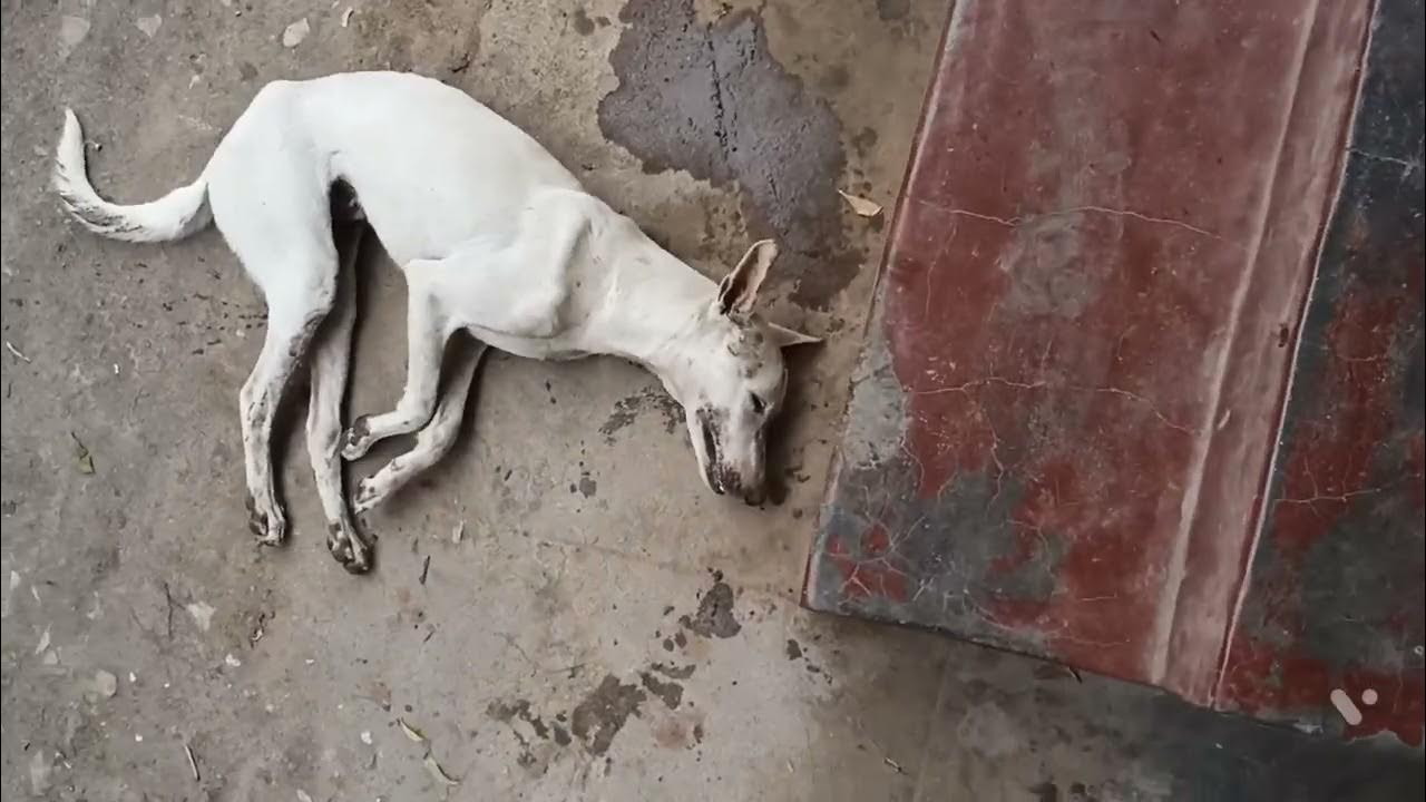 Rabies in dog paralytic or dumb form youtube
