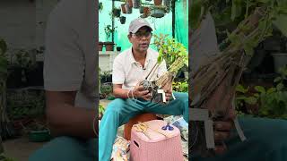 New Bougainvillea Plants 🪴 for my Garden | Unboxing Video #newplants #unboxing #viral