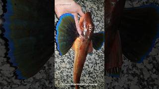 İstanbul Boğazındaki Değişik Türler