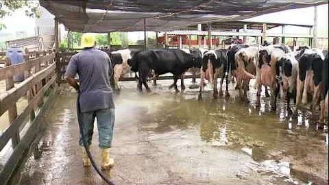 O que provoca mastite?