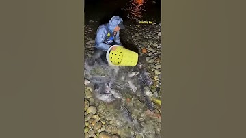 Cá Lớn - quá nhiều Rô Phi Khủng mắc kẹt 😱 #khacthuyvlogg