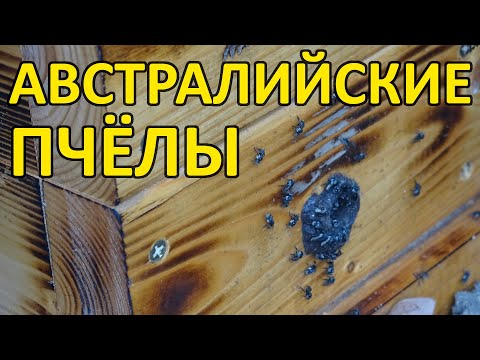 120 Дикие австралийские пчёлы