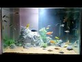 Cichlid Fish Aquarium Setup |Colorful Cichlid Fish Tank |Cichlid Fish Care |Types of African Cichlid