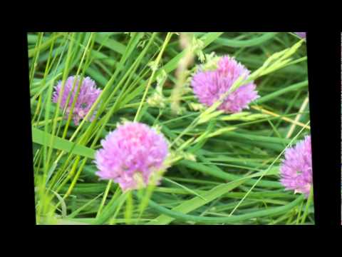 Obejrzyj where have all the flowers gone.wmv w YouTube