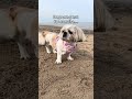 Not cardio but maybe weightlifting 😂😂 #shihtzu #dog
