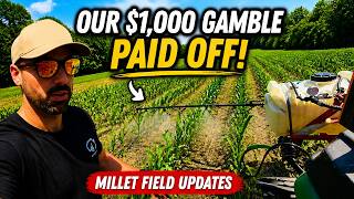 Our $1,000 Gamble PAID OFF in the Dove Field | Millet Field Updates