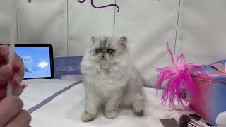 Alchemist Sugar Cookie at Cotton States cat show 2023 by Alchemist Persians 102 views 5 months ago 54 seconds