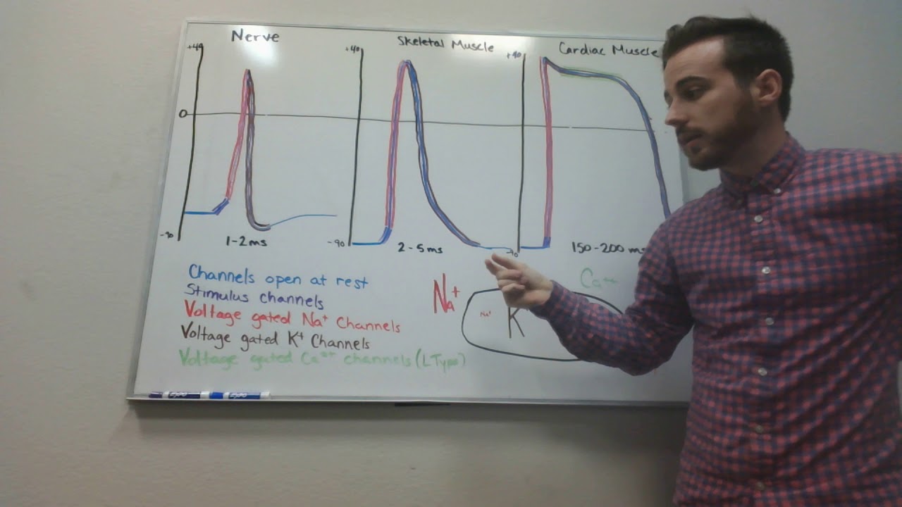 Nerve, Skeletal Muscle And Cardiac Muscle Action Potentials