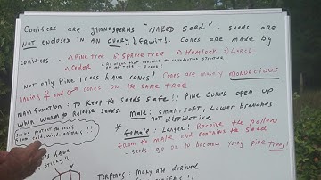 Gymnosperms | Biology | DAT OAT Exam | DAT Destroyer