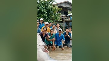 Câu cá tra cám R3 #camr1 #camr2 #camr3 #mồicâur1 #mồicâur3