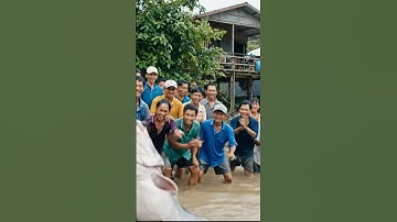 Câu cá tra cám R3 #camr1 #camr2 #camr3 #mồicâur1 #mồicâur3