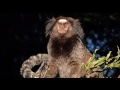 fauna brasileira MICO DE TUFOS PRETOS animal selvagem primatas silvestres caatinga brazilian