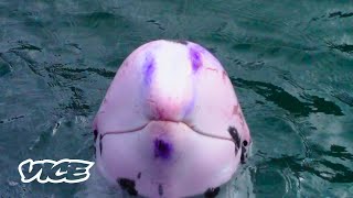 【VICE】太地町のイルカ漁の今 中国水族館への輸出ビジネス