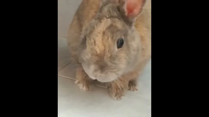Jerry il coniglio nano si pulisce.
