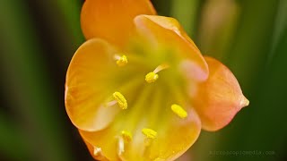 Clivia Miniata Macro To Micro Bloom Timelapse