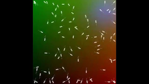 Simulated bacteria performing "selective stopping" behaviour in a complex environment.