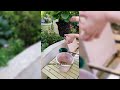 How To Repot Hydrangeas During Their Flowering Period? #gardening