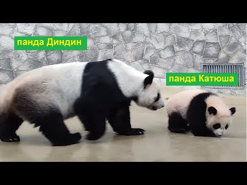 видео: Московский зоопарк 2024. Панда Катюша - непослушная малышка