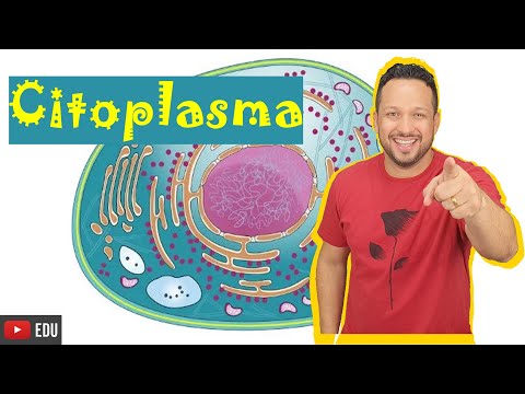 Vídeo: O que é citoplasma e suas funções?
