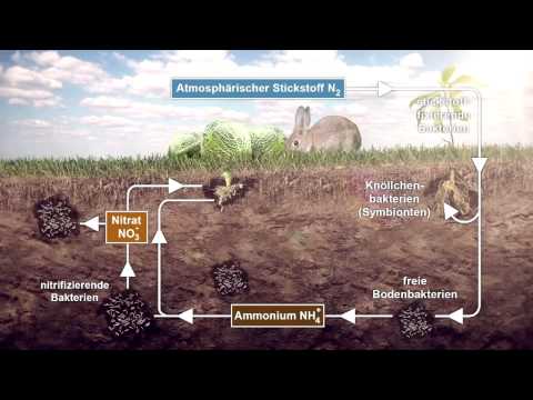 Video: Was ist Kohlenstoff-Stickstoff-Phosphor?