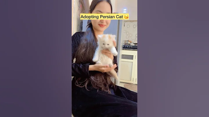 Video 7642851: persiancat persians, persiancat catfood, persiancat cat