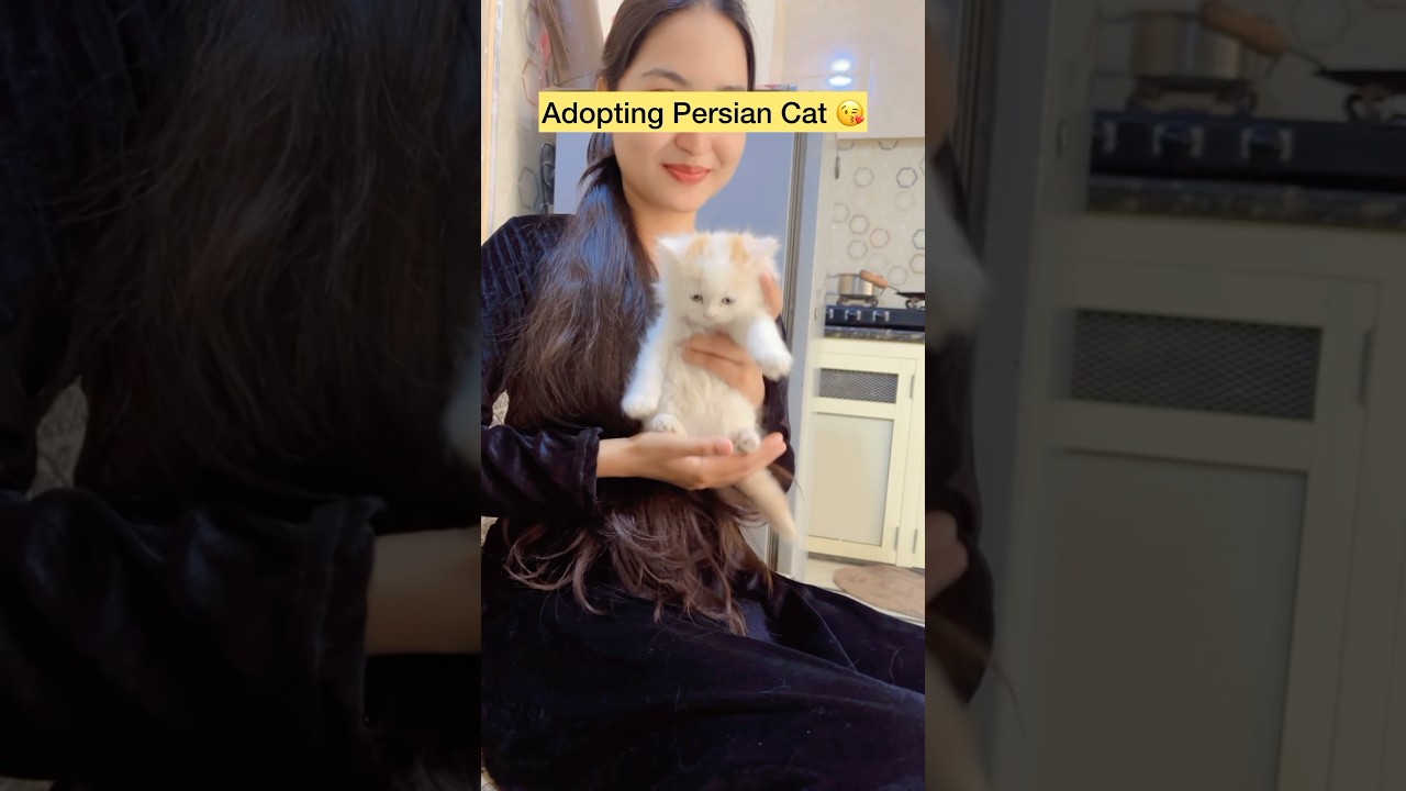 Assista a Persian cat ❤️ #shorts #viral #explorepage #cat #persian #persiancat #catfood no YouTube Assista a Persian cat ❤️ #shorts #viral #explorepage #cat #persian #persiancat #catfood no YouTube