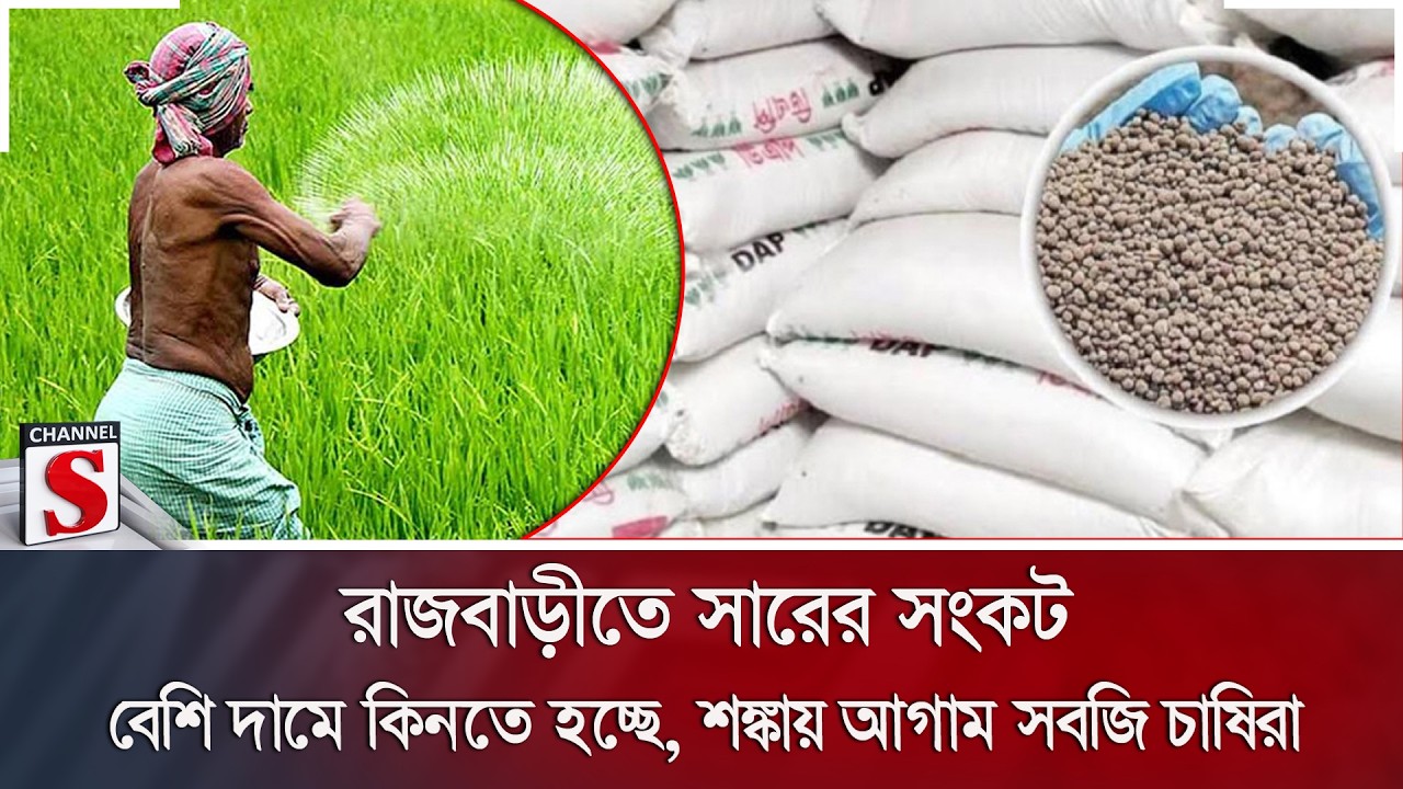 রাজবাড়ীতে সারের সংকট; বেশি দামে কিনতে হচ্ছে, শঙ্কায় আগাম সবজি চাষিরা | Channel S News