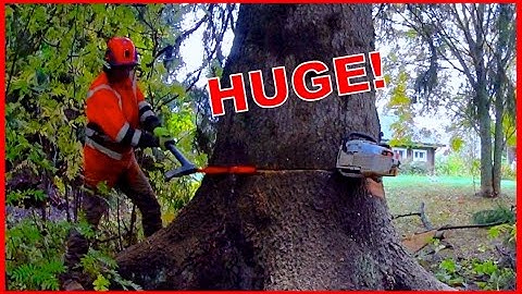 Cutting a Giant 100 Years Old Tree Down With Stihl MS500i Chainsaw