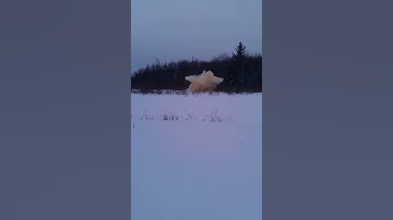 10 lb Tannerite Exploding Target