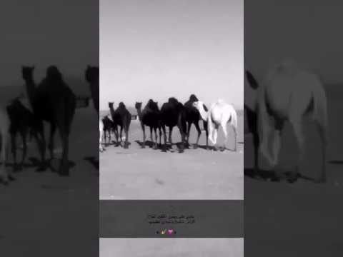 ماني على رجوى آلمقفين لحاح الراس شامخ والمبآدئ عظيمهہ