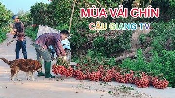QUÁ TRÌNH HÌNH THÀNH LÊN TRÁI VẢI THIỀU LỤC NGẠN - Mùa Vải Chín / Cậu Giang Tv