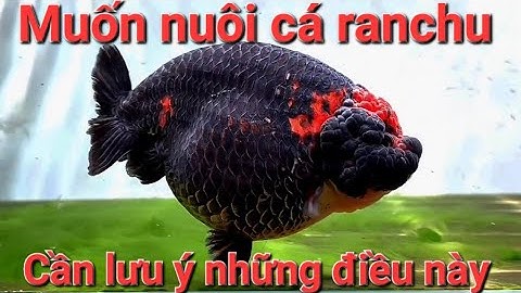 Cá Ranchu - Đặc điểm,cách nuôi và phòng bệnh cho cá khỏe