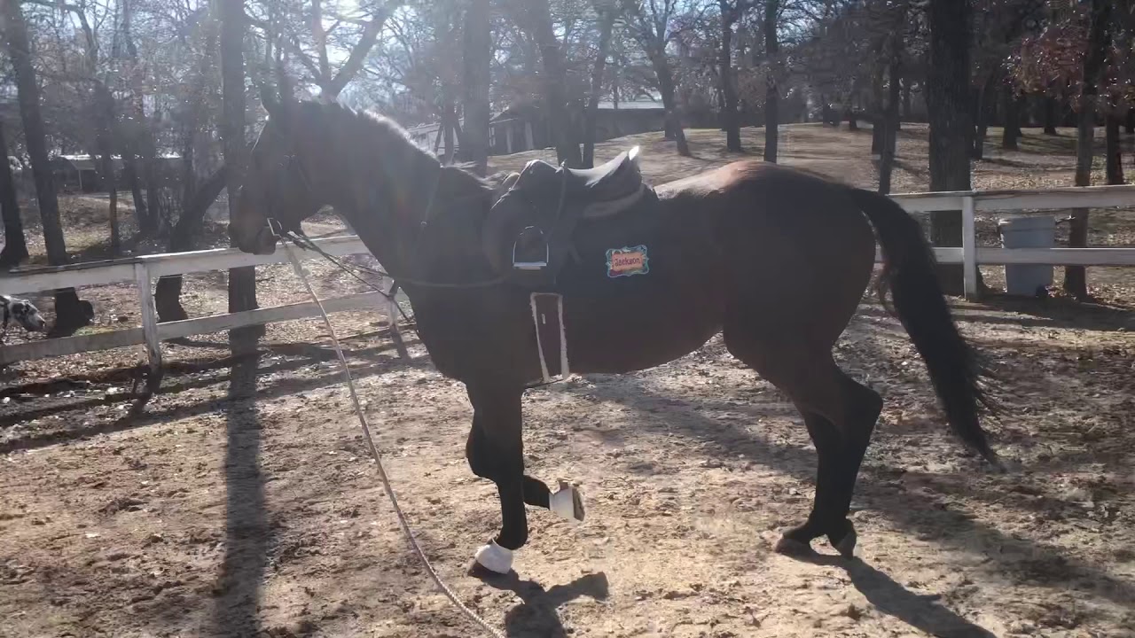 Lunging before ride YouTube