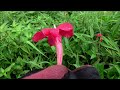 Middle of video