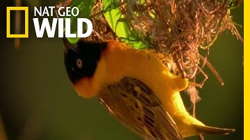 Home Renovating with Nesting Birds | Nature Tech