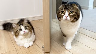 子猫のらいくんとぽこ太郎を初対面させてみたら、まさかのこうなりました…｜スコスコぽこ太郎&うま次郎〜猫ちゃんねる〜