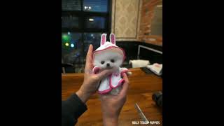 Pomeranian cutest video | Tag a pomeranian lover